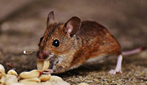 24 Hour & Emergency Exterminators in Cardinal Sta, TX